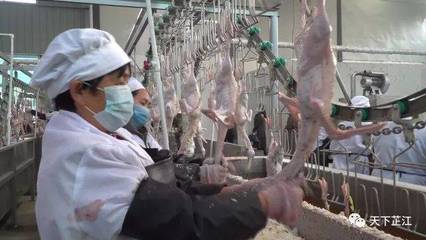明友食品 年屠宰300萬羽芷江鴨項目投產，填補白條鴨市場空白，助力農副產品銷售升級